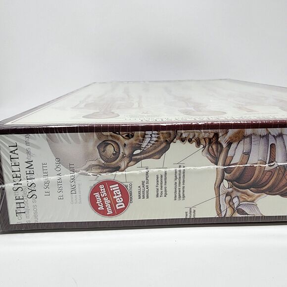 The Skeletal System Jigsaw Puzzle Eurographics 1000 Piece EG 60003970 Sealed - Picture 7 of 7
